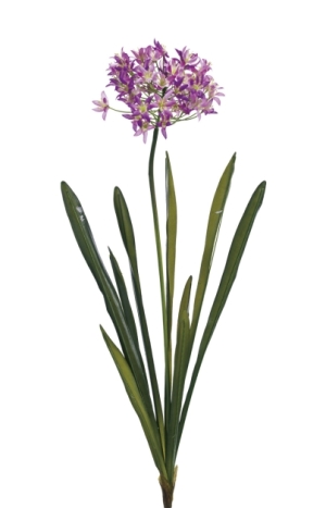 Euroflor | 64668 AGAPANTHUS BUSH Euroflor